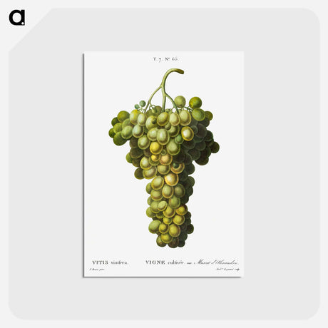 アートポストカード-Vitis vinifera (Muscat blanc) - ピエール ジョゼフ ルドゥーテ Postcard.