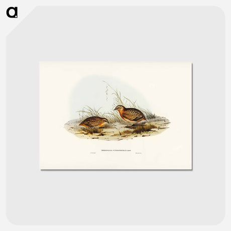アートポストカード-Red-chested Hemipode
 - ジョン グールド Postcard.