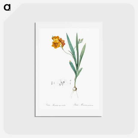 アートポストカード-Ixia miniata illustration - ピエール ジョゼフ ルドゥーテ Postcard.