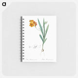 Ixia miniata illustration - ピエール ジョゼフ ルドゥーテ Memo.