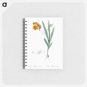 アートメモ帳-Ixia miniata illustration - ピエール ジョゼフ ルドゥーテ Memo.