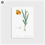 アートポストカード-Ixia miniata illustration - ピエール ジョゼフ ルドゥーテ Postcard.