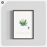 Mesembryanthemum Linguiforme - Pierre Joseph Redouté Poster.
