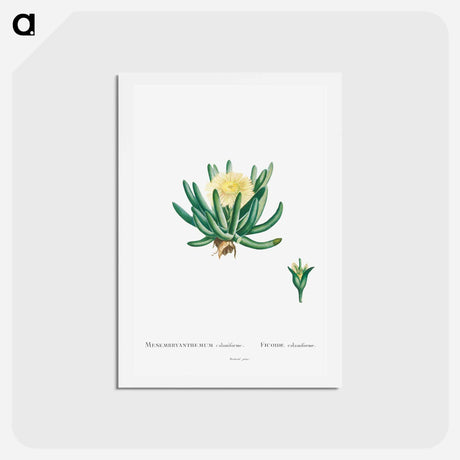 アートポストカード-Mesembryanthemum Linguiforme - ピエール ジョゼフ ルドゥーテ Postcard.