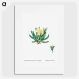 Mesembryanthemum Linguiforme - Pierre Joseph Redouté Poster.