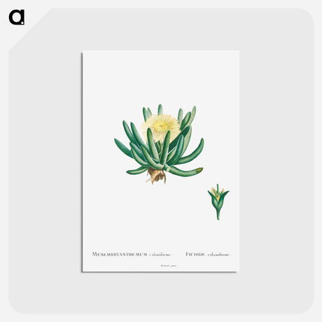 アートポストカード-Mesembryanthemum Linguiforme - ピエール ジョゼフ ルドゥーテ Postcard.