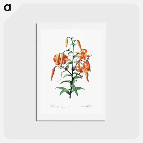 アートポストカード-Tiger lily illustration - ピエール ジョゼフ ルドゥーテ Postcard.