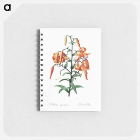 アートメモ帳-Tiger lily illustration - ピエール ジョゼフ ルドゥーテ Memo.