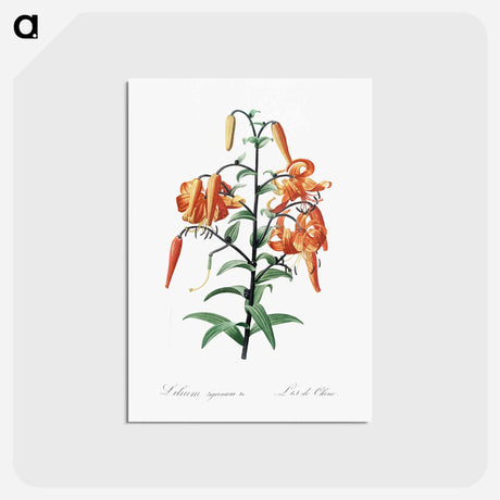 アートポストカード-Tiger lily illustration - ピエール ジョゼフ ルドゥーテ Postcard.