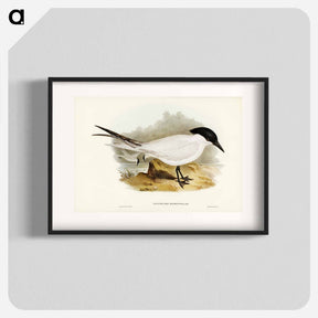 アートポスター-Great-footed Tern
 - ジョン グールド Poster.