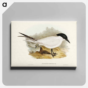 アートパネル-Great-footed Tern
 - ジョン グールド Canvas.