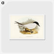 アートポストカード-Great-footed Tern
 - ジョン グールド Postcard.