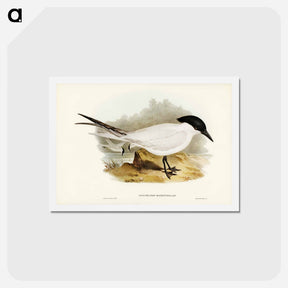 アートポストカード-Great-footed Tern
 - ジョン グールド Postcard.