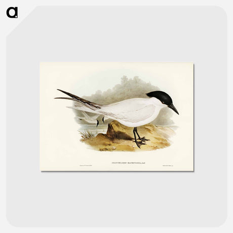 アートポストカード-Great-footed Tern
 - ジョン グールド Postcard.