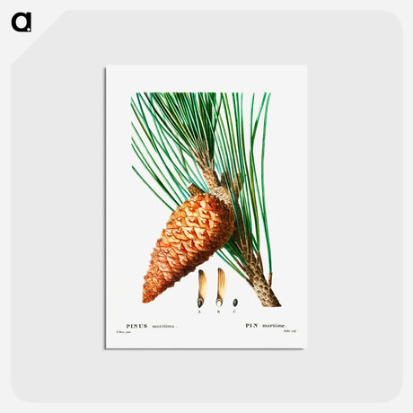アートポストカード-Maritime Pine - ピエール ジョゼフ ルドゥーテ Postcard.
