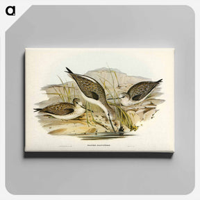 アートパネル-Australian Greenshank
 - ジョン グールド Canvas.