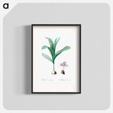 Autumn crocus illustration - Pierre Joseph Redouté Poster.