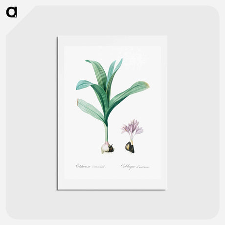 アートポストカード-Autumn crocus illustration - ピエール ジョゼフ ルドゥーテ Postcard.