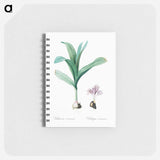 Autumn crocus illustration - ピエール ジョゼフ ルドゥーテ Memo.