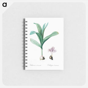 アートメモ帳-Autumn crocus illustration - ピエール ジョゼフ ルドゥーテ Memo.