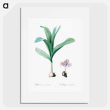Autumn crocus illustration - Pierre Joseph Redouté Poster.