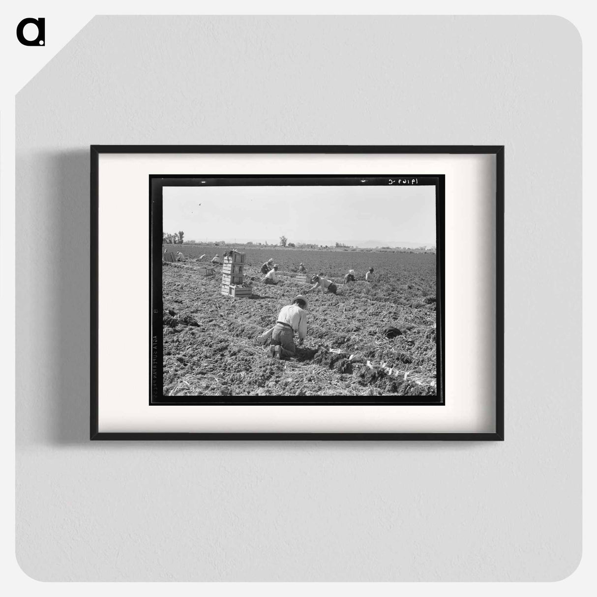 Near Meloland, Imperial Valley - Dorothea Lange Poster.