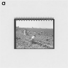 アートメモ帳-Near Meloland, Imperial Valley - ドロテア ラング Memo.