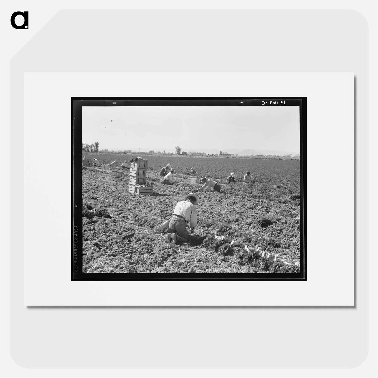 Near Meloland, Imperial Valley - Dorothea Lange Poster.