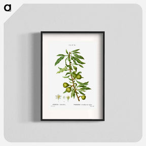 アートポスター-Willow-leaved pear, Pyrus salicifolia - ピエール ジョゼフ ルドゥーテ Poster.
