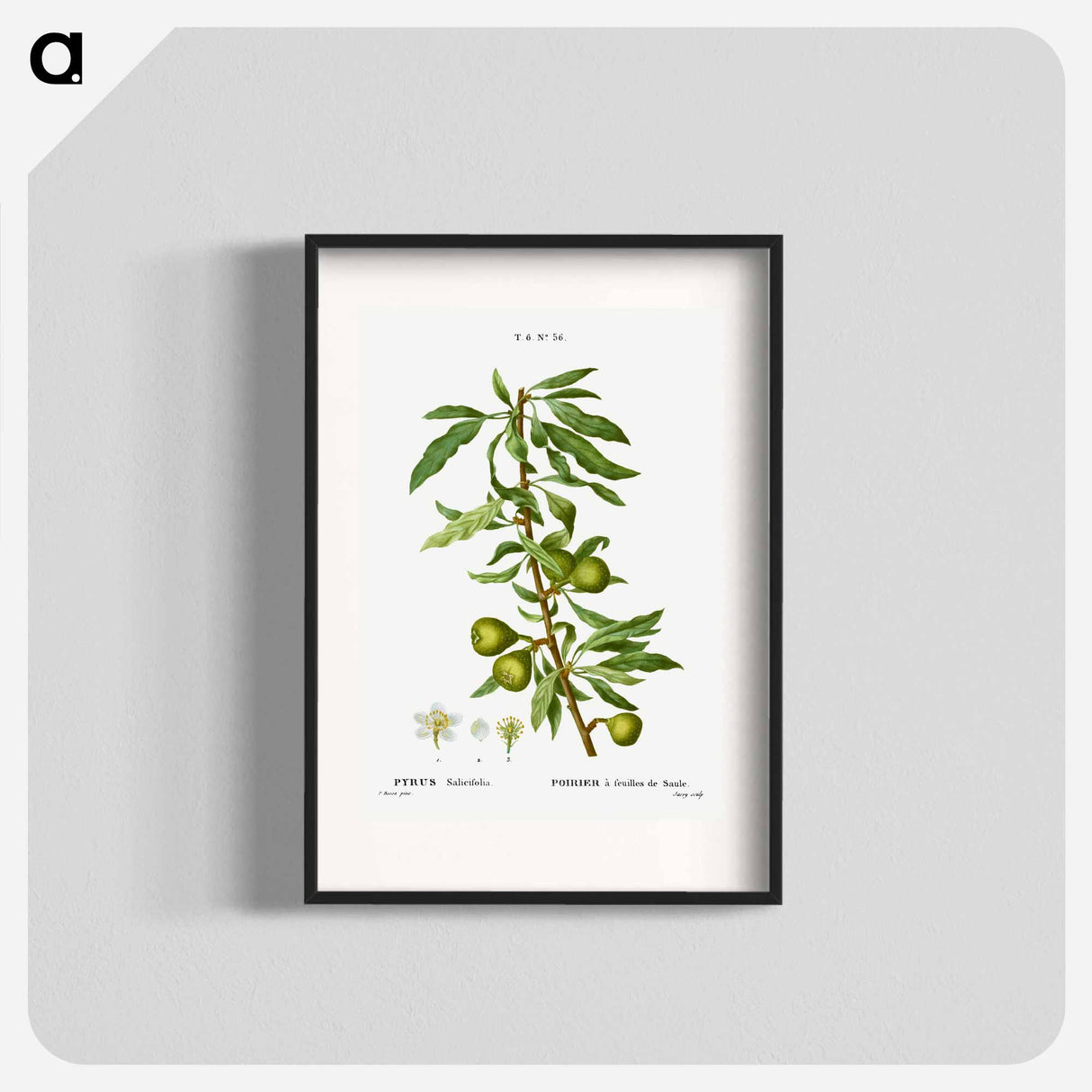 Willow-leaved pear, Pyrus salicifolia - ピエール ジョゼフ ルドゥーテ Poster.