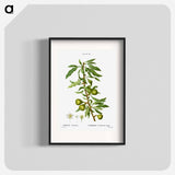 Willow-leaved pear, Pyrus salicifolia - ピエール ジョゼフ ルドゥーテ Poster.