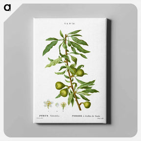 アートパネル-Willow-leaved pear, Pyrus salicifolia - ピエール ジョゼフ ルドゥーテ Canvas.