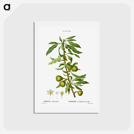 アートポストカード-Willow-leaved pear, Pyrus salicifolia - ピエール ジョゼフ ルドゥーテ Postcard.