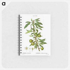 アートメモ帳-Willow-leaved pear, Pyrus salicifolia - ピエール ジョゼフ ルドゥーテ Memo.