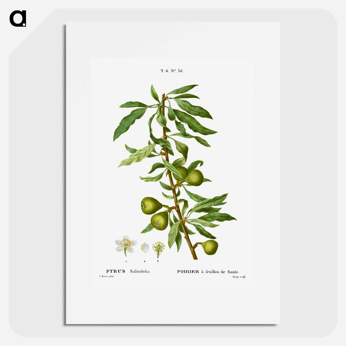 Willow-leaved pear, Pyrus salicifolia - ピエール ジョゼフ ルドゥーテ Poster.