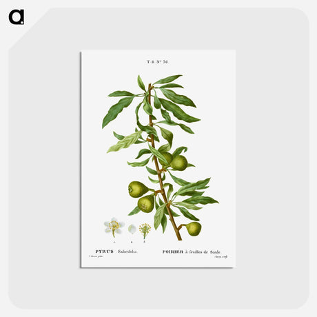 アートポストカード-Willow-leaved pear, Pyrus salicifolia - ピエール ジョゼフ ルドゥーテ Postcard.