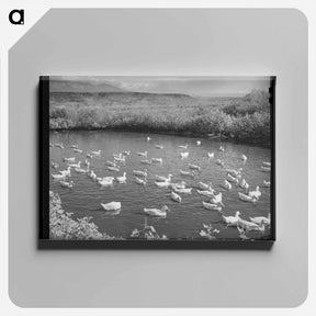 アートパネル-Bull's Head, Cruzen Ranch
 - ラッセル リー Canvas.