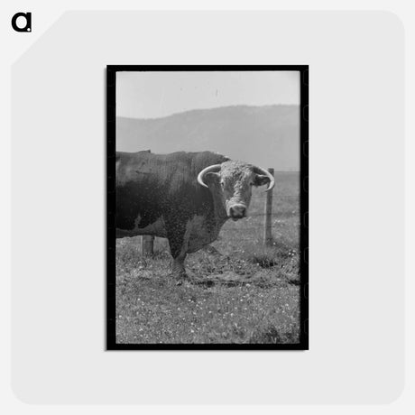 アートポストカード-Bull's Head, Cruzen Ranch
 - ラッセル リー Postcard.