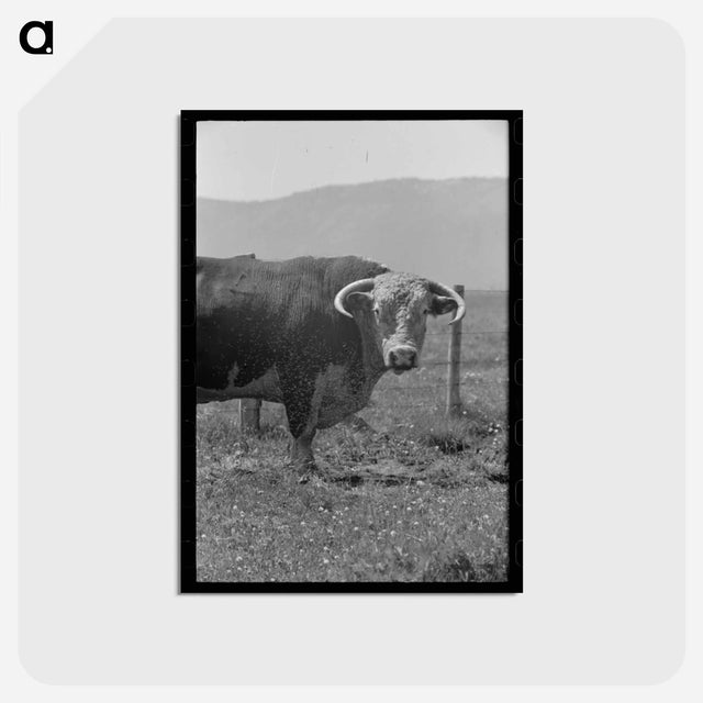 アートポストカード-Bull's Head, Cruzen Ranch
 - ラッセル リー Postcard.