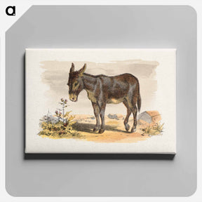 アートパネル-Donkey
 - ボストン公共図書館 Canvas.