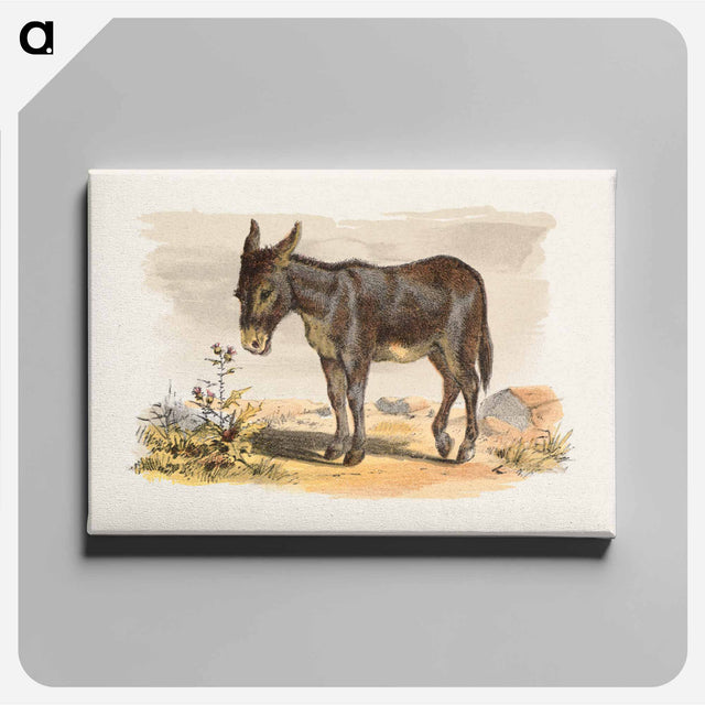 アートパネル-Donkey
 - ボストン公共図書館 Canvas.