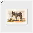 アートポストカード-Donkey
 - ボストン公共図書館 Postcard.