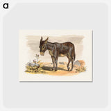 アートポストカード-Donkey
 - ボストン公共図書館 Postcard.
