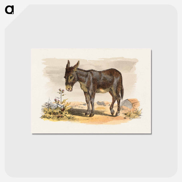 アートポストカード-Donkey
 - ボストン公共図書館 Postcard.