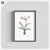 Amaryllis - Pierre Joseph Redouté Poster.