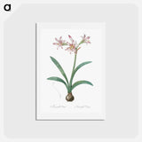 アートポストカード-Amaryllis - ピエール ジョゼフ ルドゥーテ Postcard.