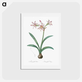 アートポストカード-Amaryllis - ピエール ジョゼフ ルドゥーテ Postcard.
