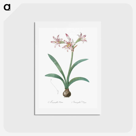 アートポストカード-Amaryllis - ピエール ジョゼフ ルドゥーテ Postcard.