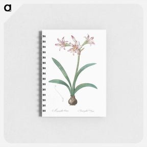 アートメモ帳-Amaryllis - ピエール ジョゼフ ルドゥーテ Memo.