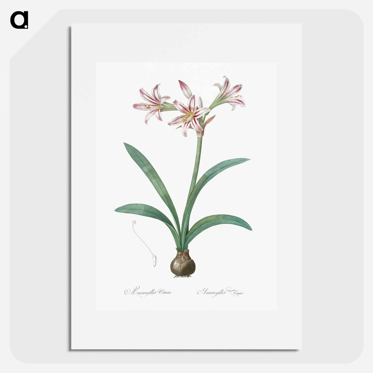 Amaryllis - Pierre Joseph Redouté Poster.